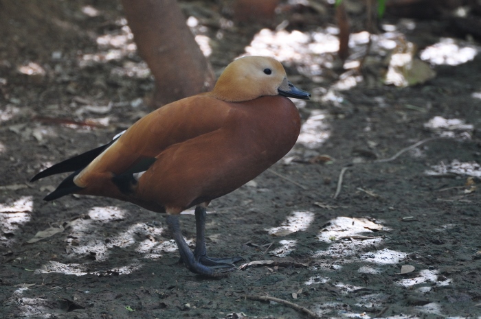 Ruddy shelduck, Afrca